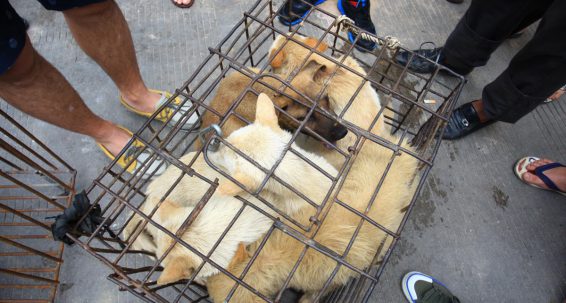 Stop illegal trade in cats and dogs  