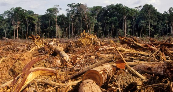 New law to fight global deforestation  