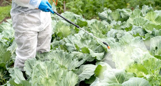 Pesticides: No residues of EU-banned products in imported food  