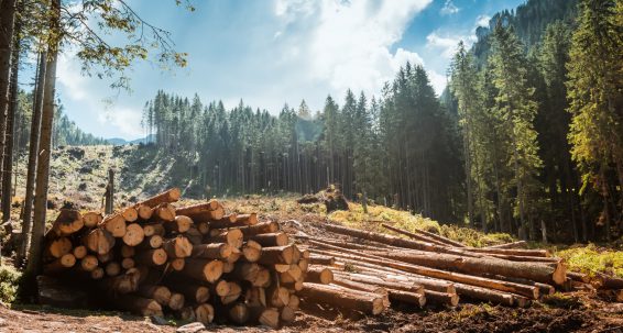 Deforestation law: agreement with Council gives companies extra year to comply  