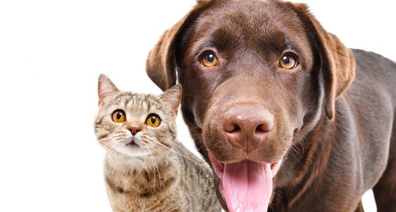 First EU rules on welfare of dogs and cats  